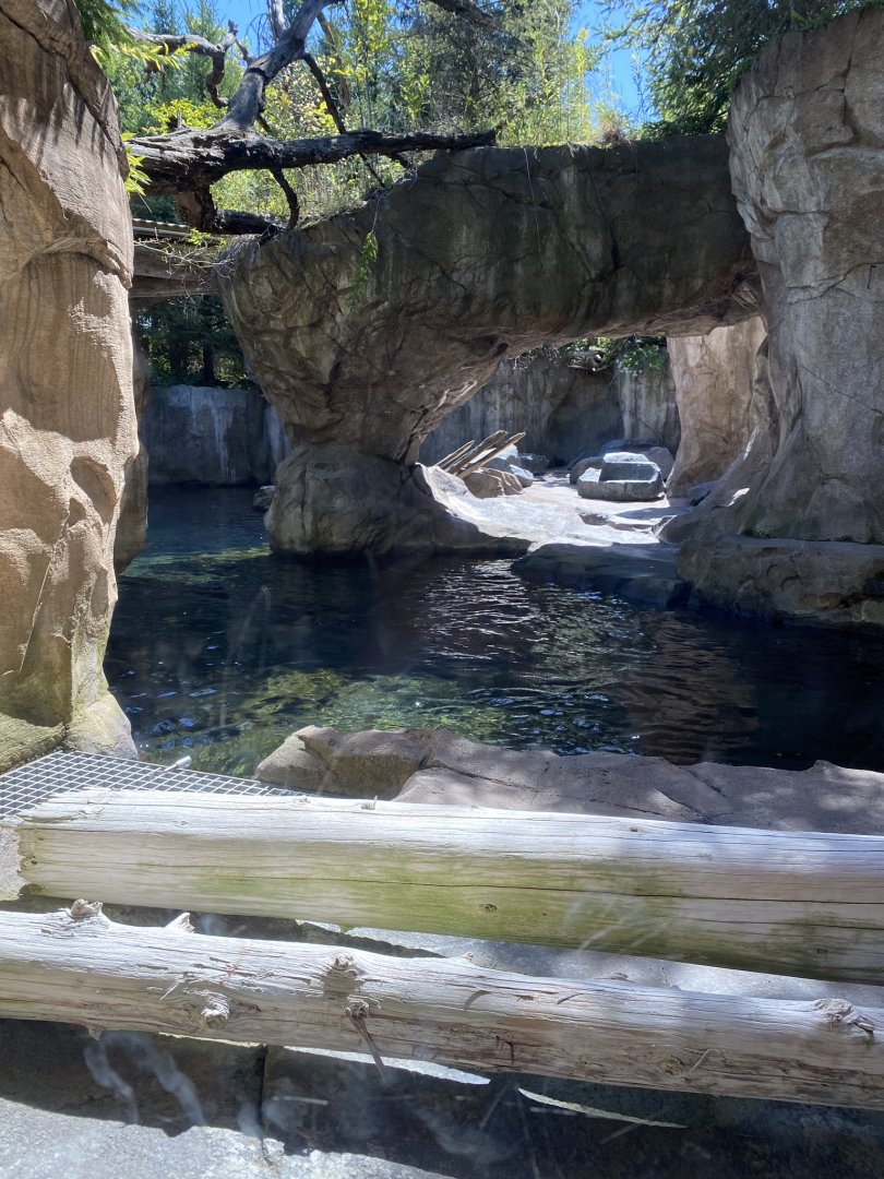 Russia’s grizzly coast- sea otter exhibit