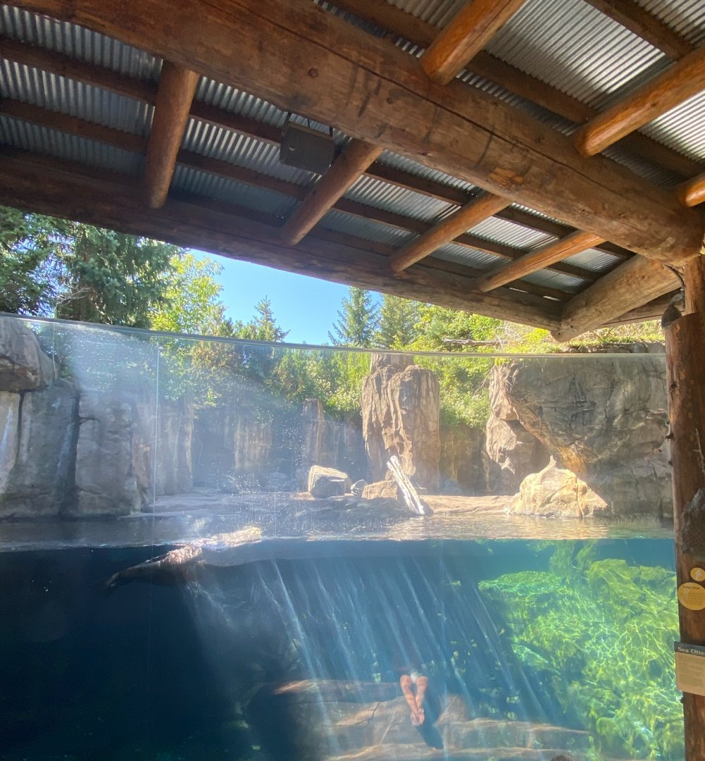 Russia’s grizzly coast- sea otter exhibit
