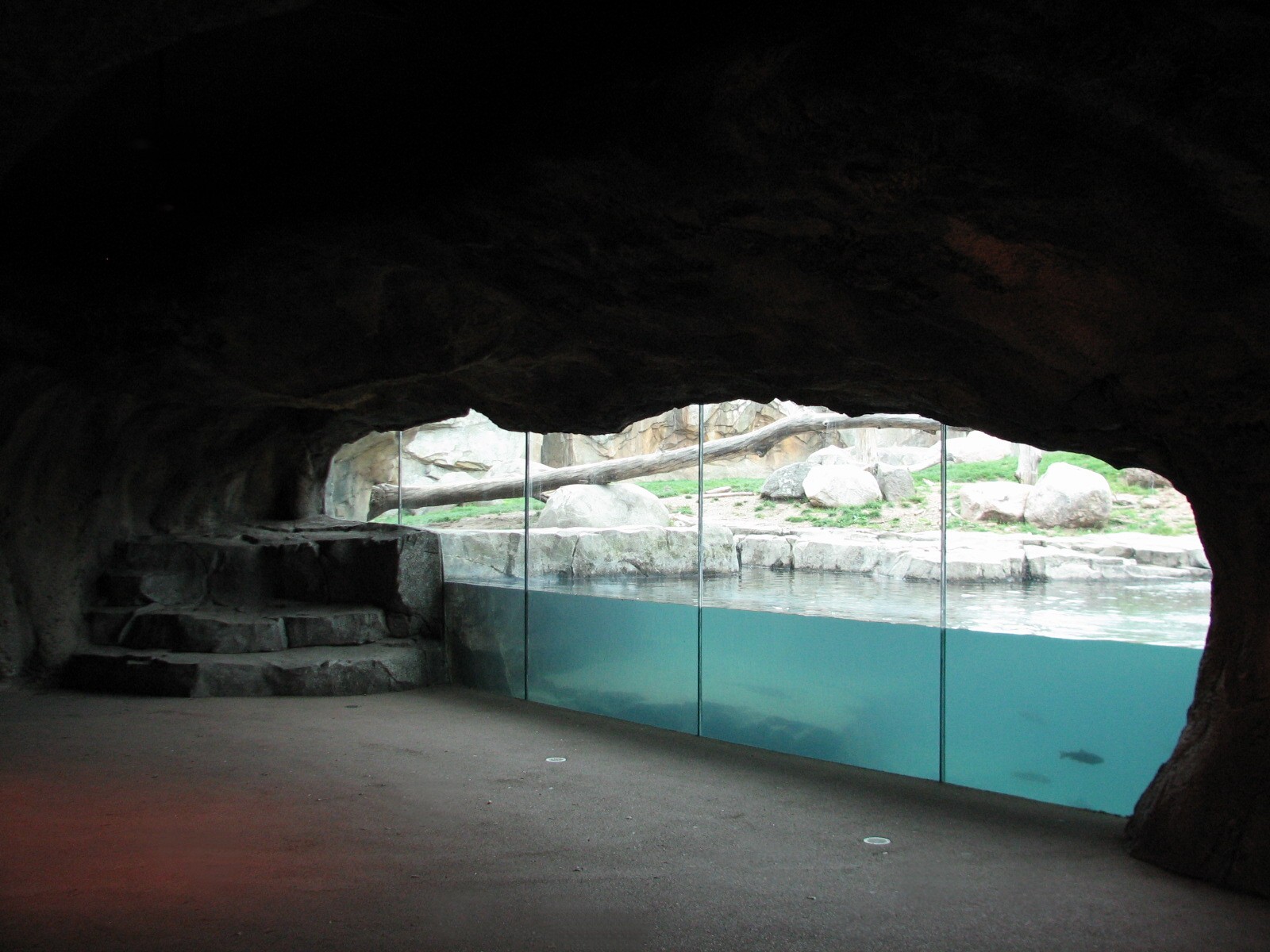 Russia's Grizzly Coast - Subarctic North - Grizzly Bear Exhibit First Viewi