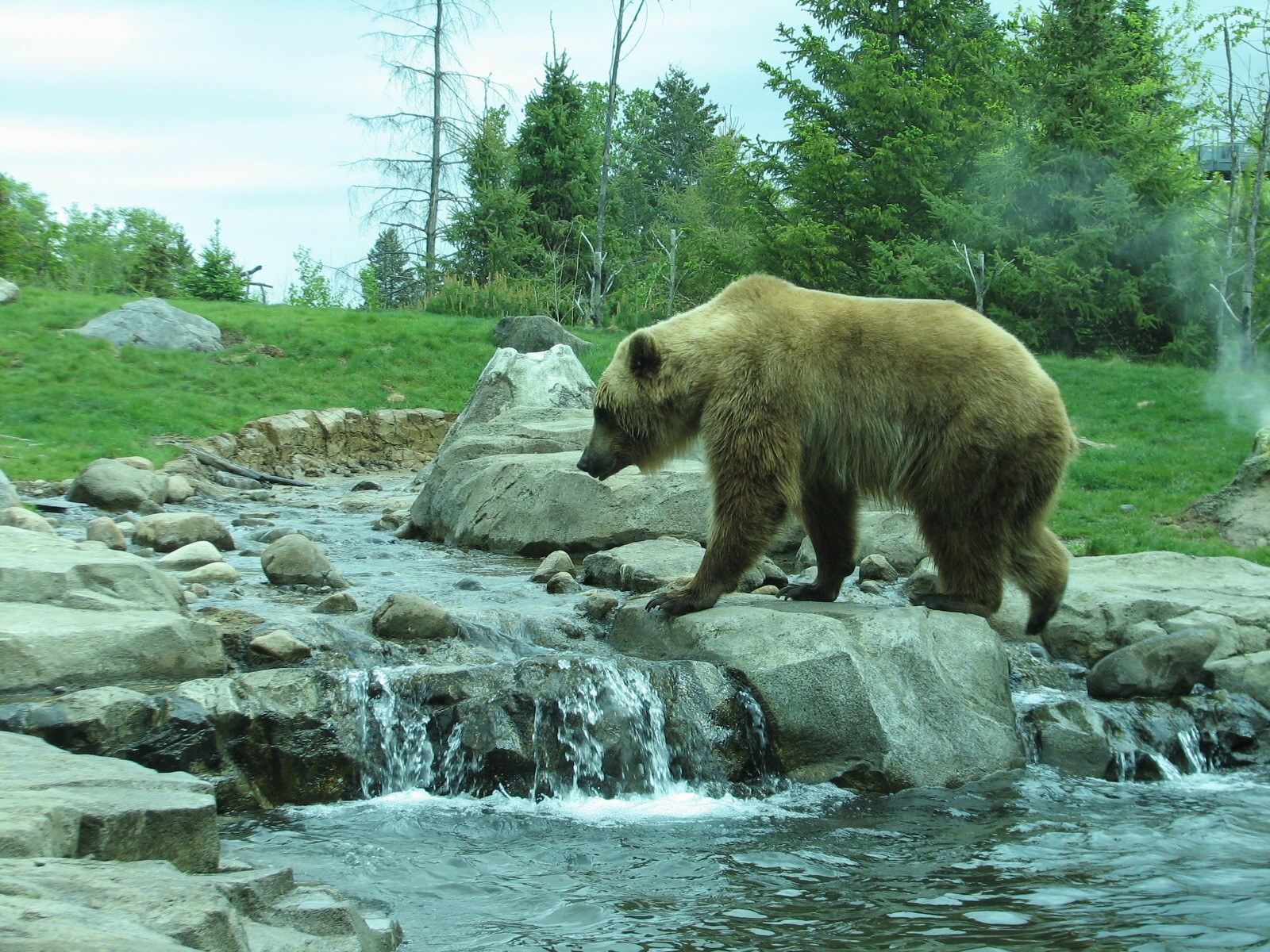 Russia's Grizzly Coast - Subarctic North - Grizzly Bear Exhibit