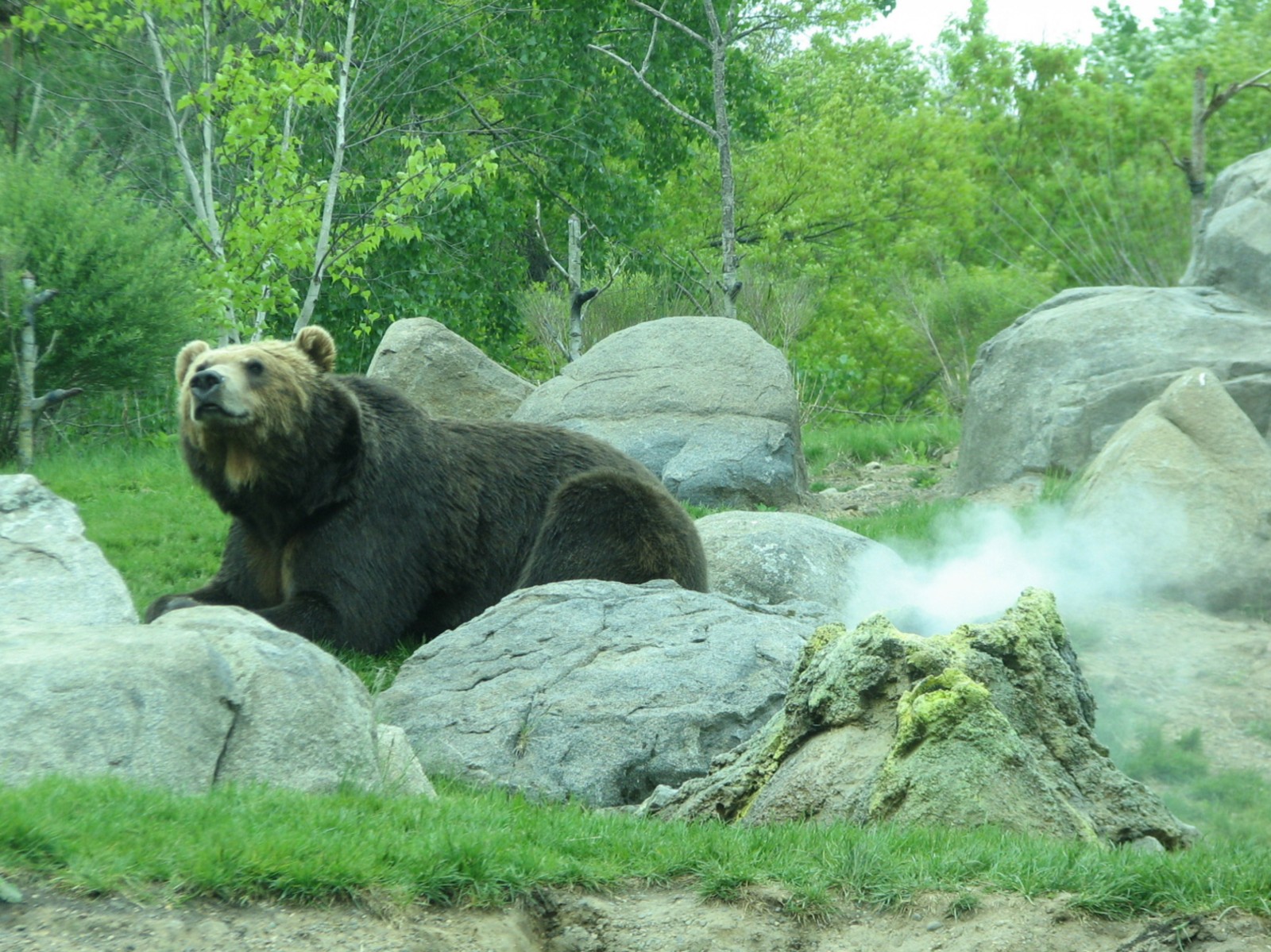 Russia's Grizzly Coast - Subarctic North - Grizzly Bear Exhibit