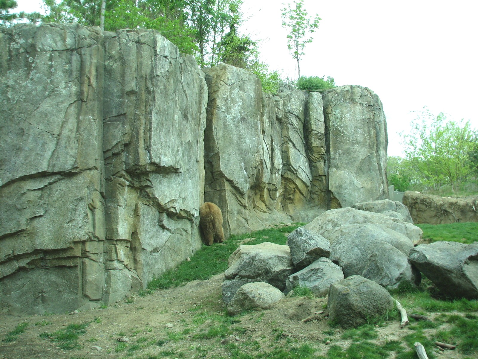 Russia's Grizzly Coast - Subarctic North - Grizzly Bear Exhibit