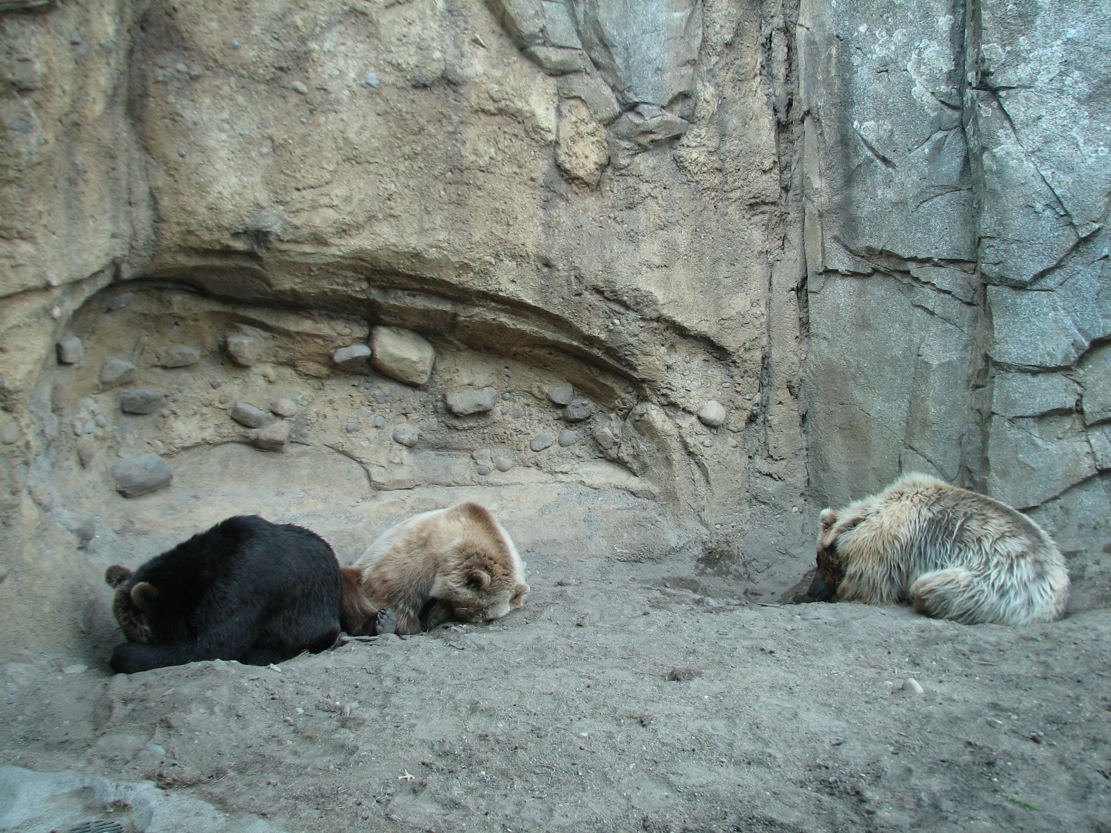 Russia's Grizzly Coast - Subarctic North - Grizzly Bear Exhibit