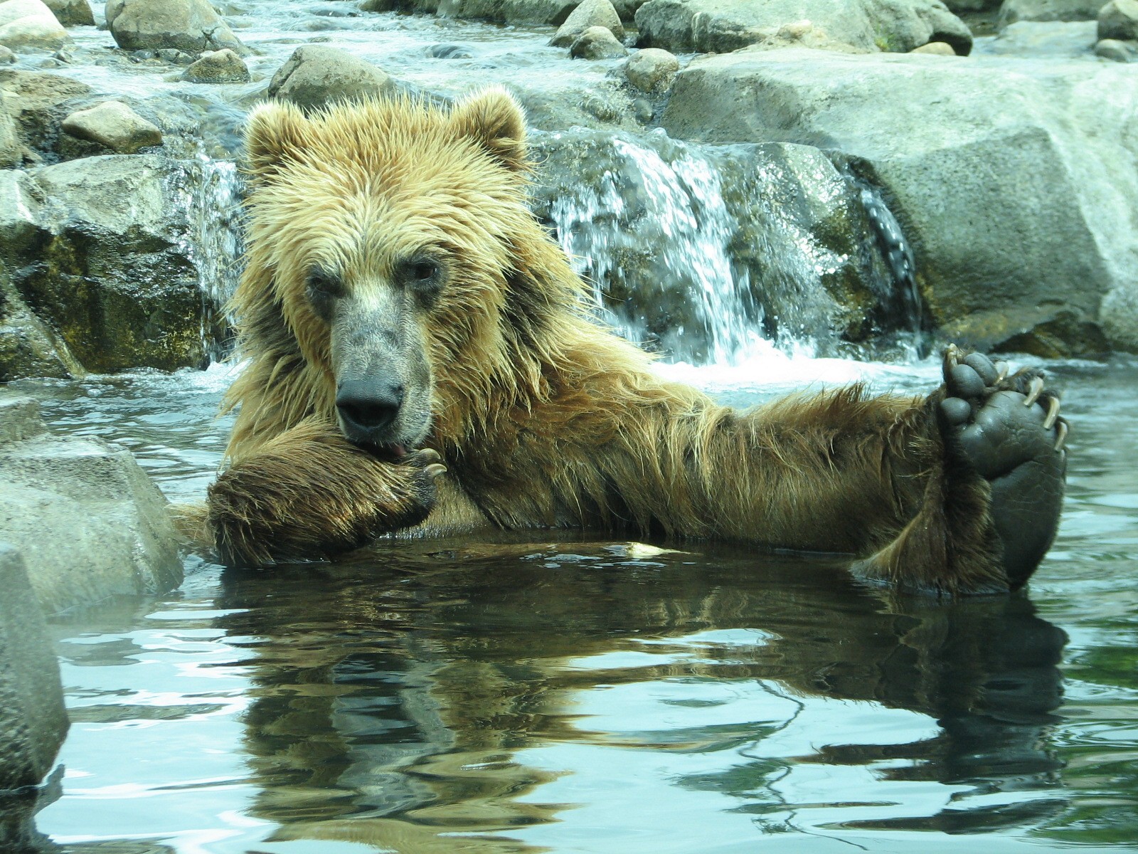 Russia's Grizzly Coast - Subarctic North - Grizzly Bear