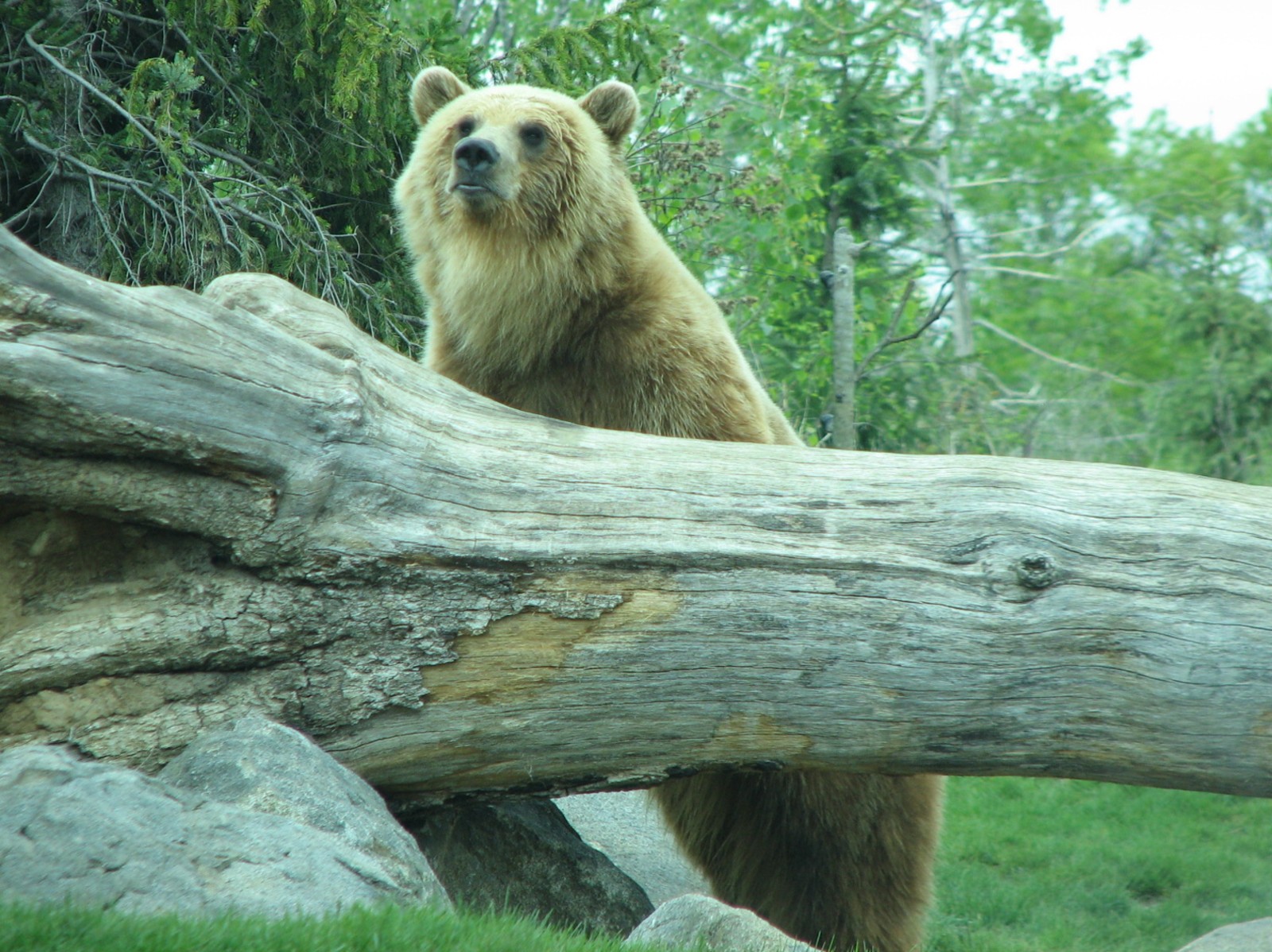 Russia's Grizzly Coast - Subarctic North - Grizzly Bear