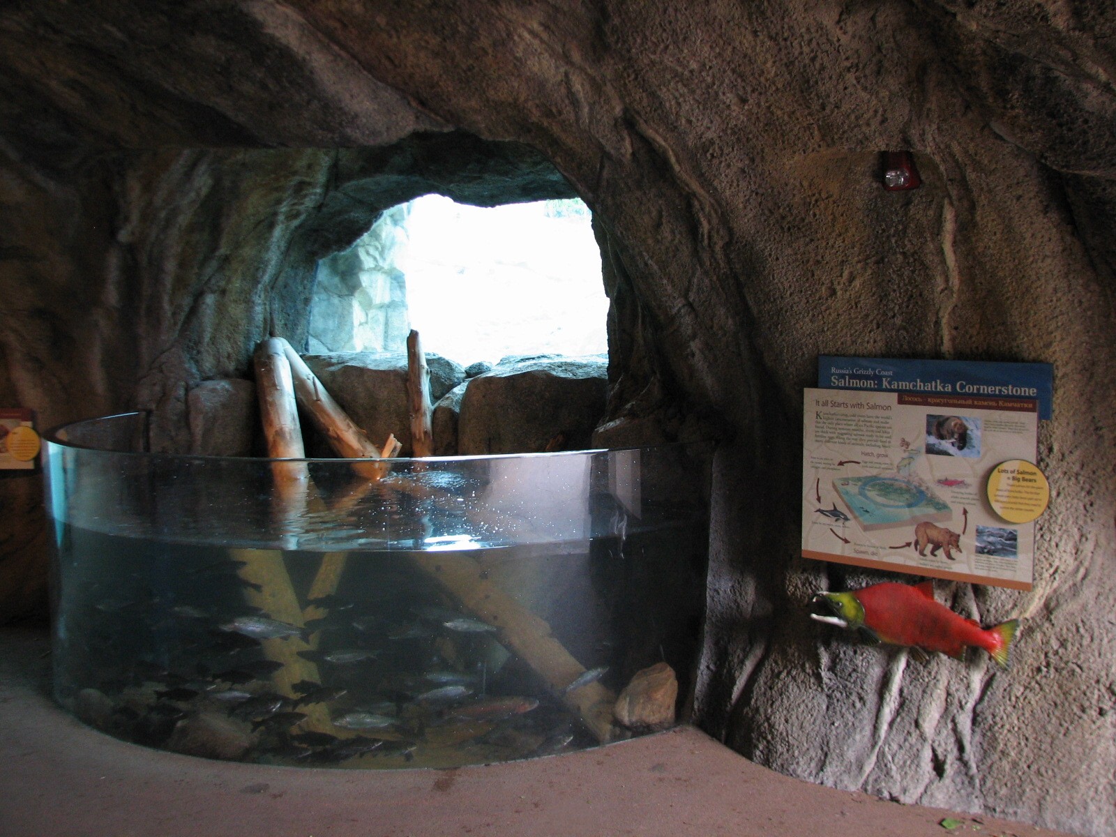 Russia's Grizzly Coast - Subarctic North - Salmon Exhibit