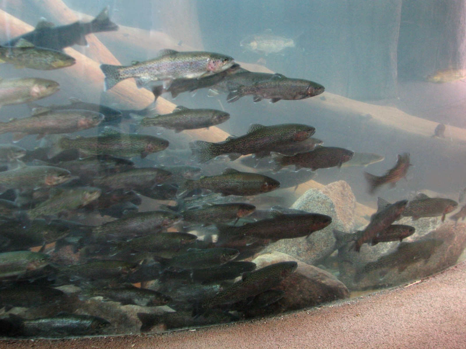 Russia's Grizzly Coast - Subarctic North - Salmon Exhibit