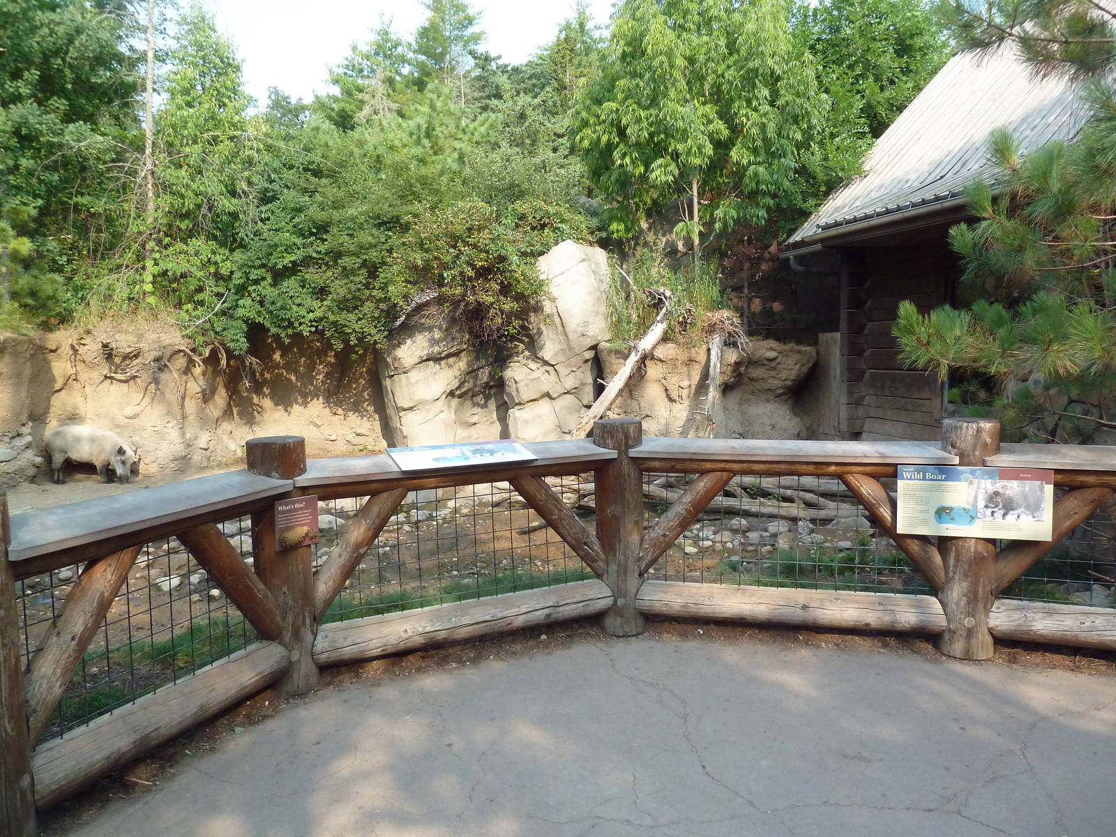 Russia's Grizzly Coast - Wild Boar Exhibit