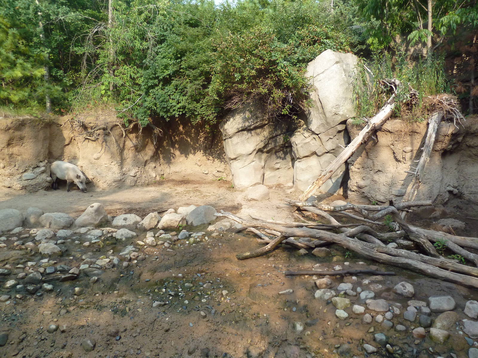 Russia's Grizzly Coast - Wild Boar Exhibit