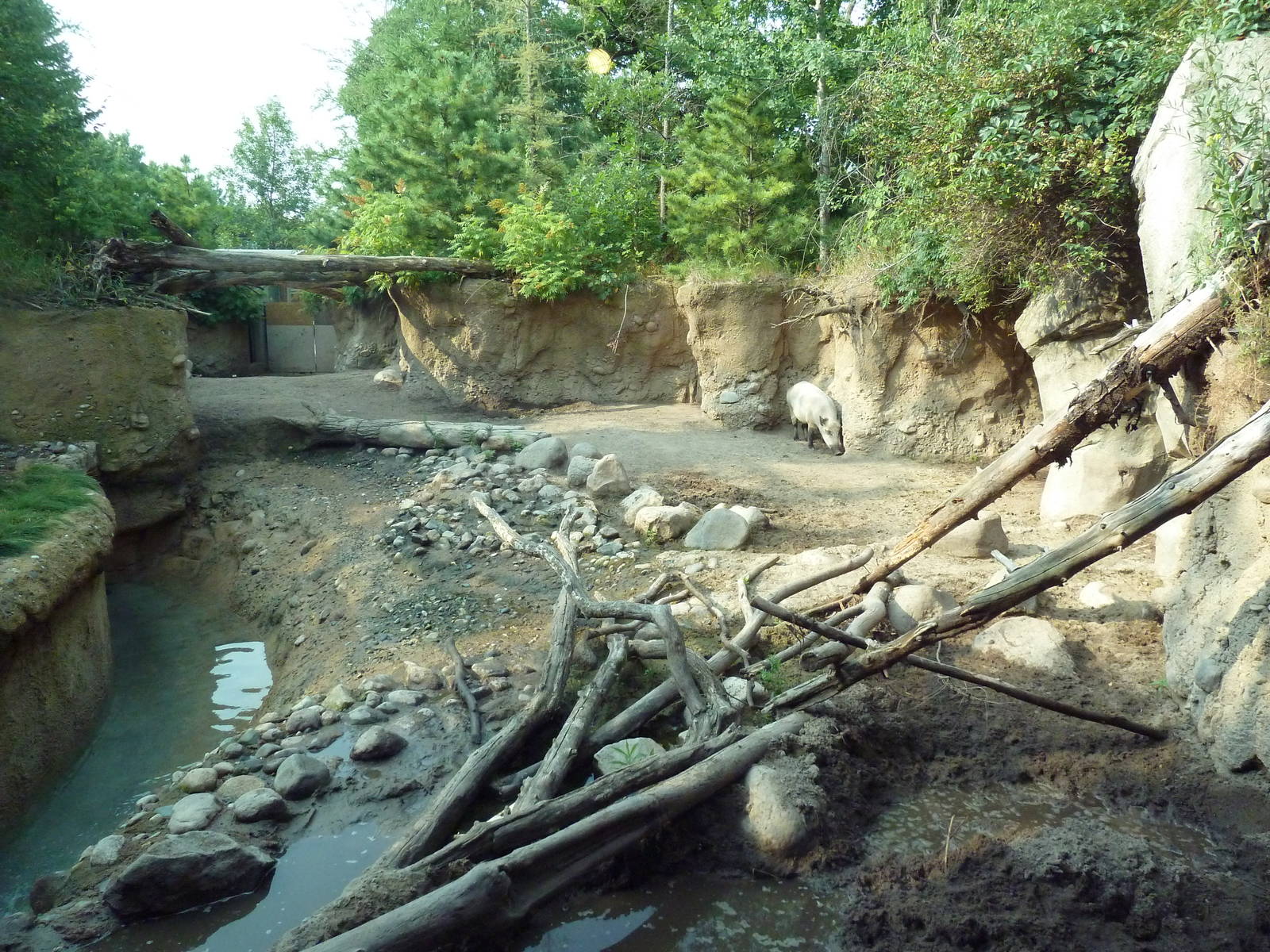 Russia's Grizzly Coast - Wild Boar Exhibit