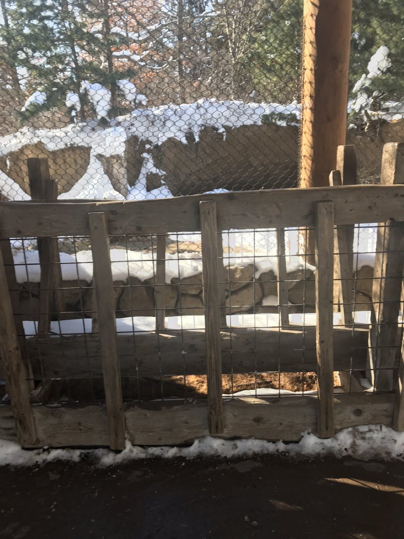 Russia’s grizzly coast wild boar exhibit