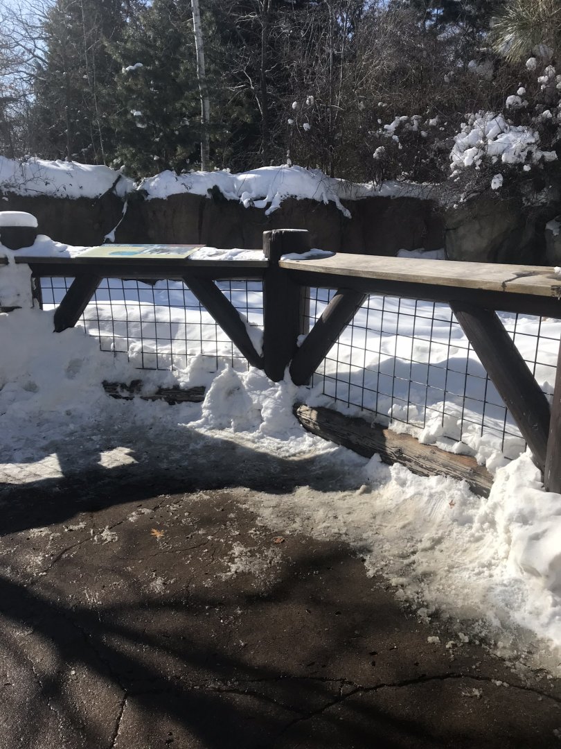 Russia’s grizzly coast wild boar exhibit