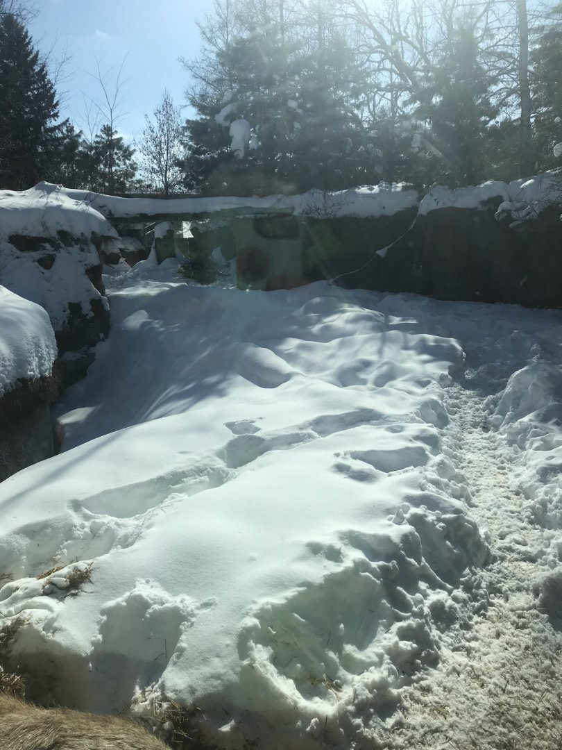 Russia’s grizzly coast wild boar exhibit