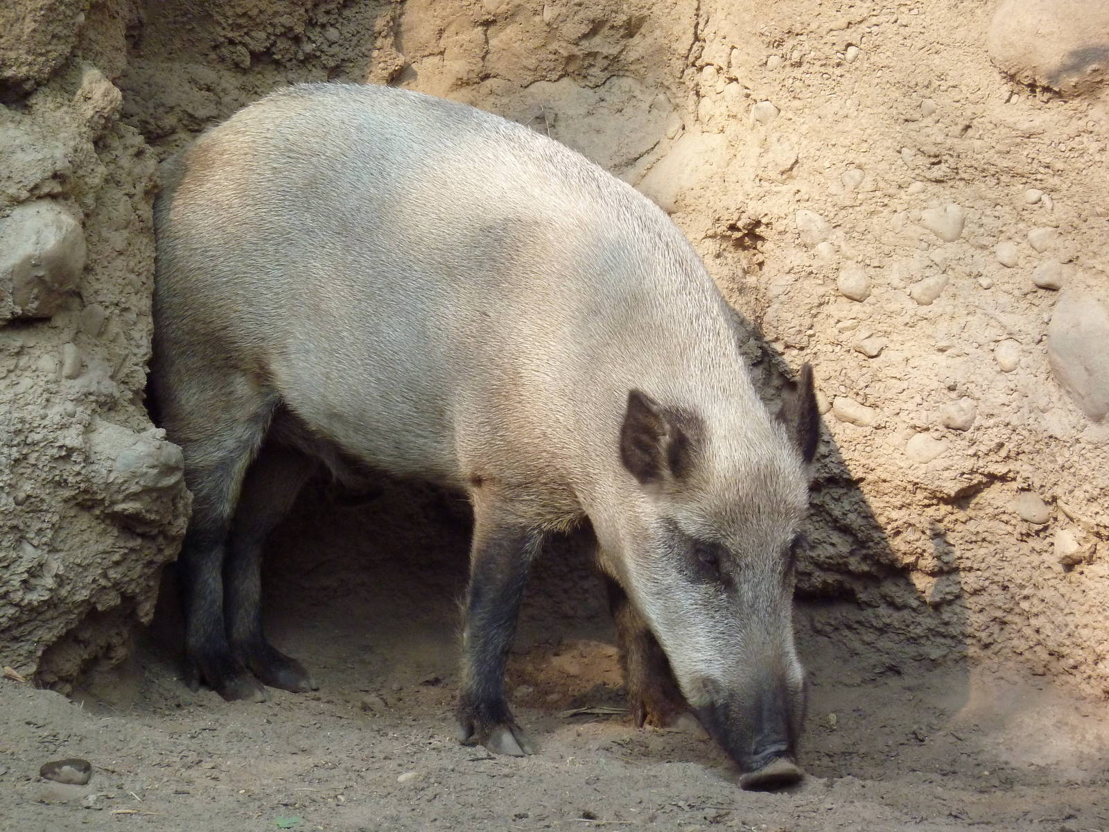 Russia's Grizzly Coast - Wild Boar