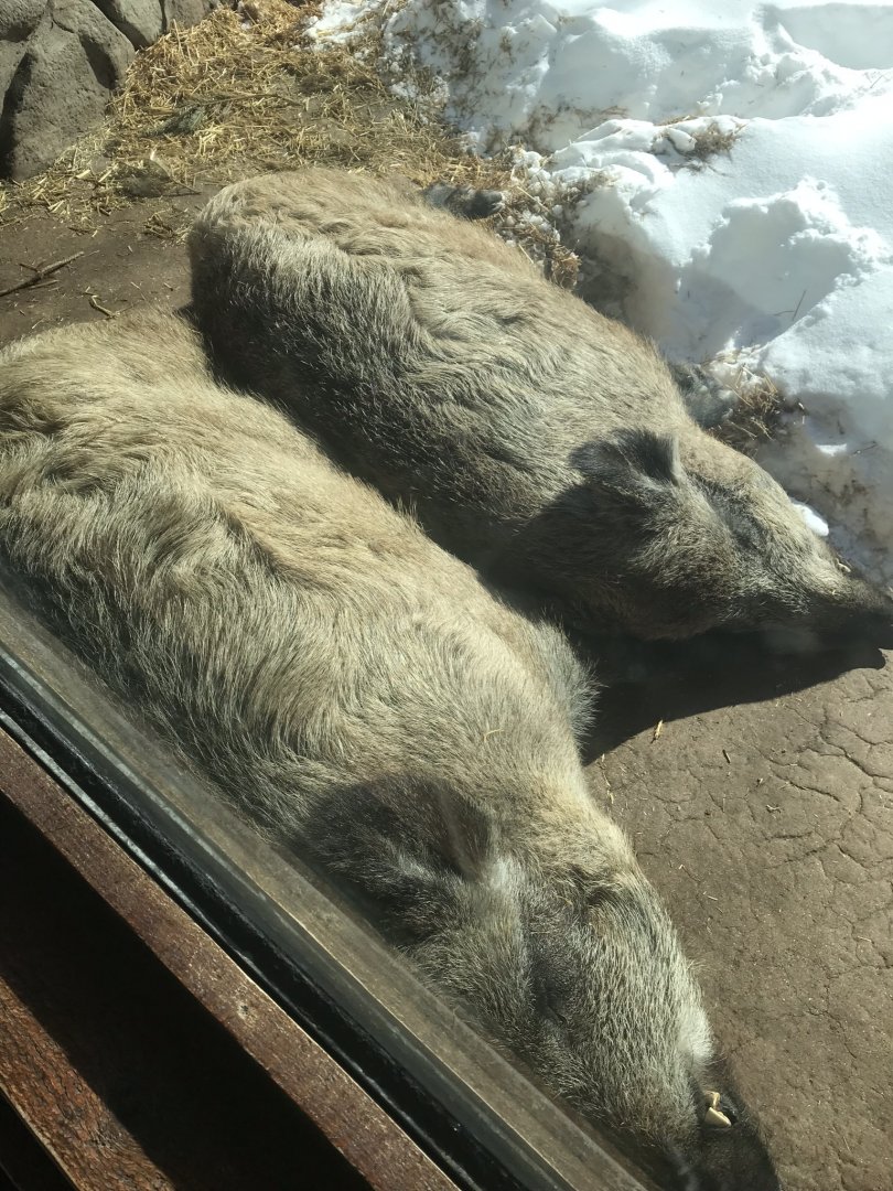 Russia’s grizzly coast wild boars