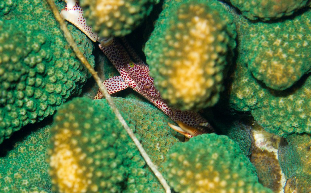 Rust-spotted Guard Crab