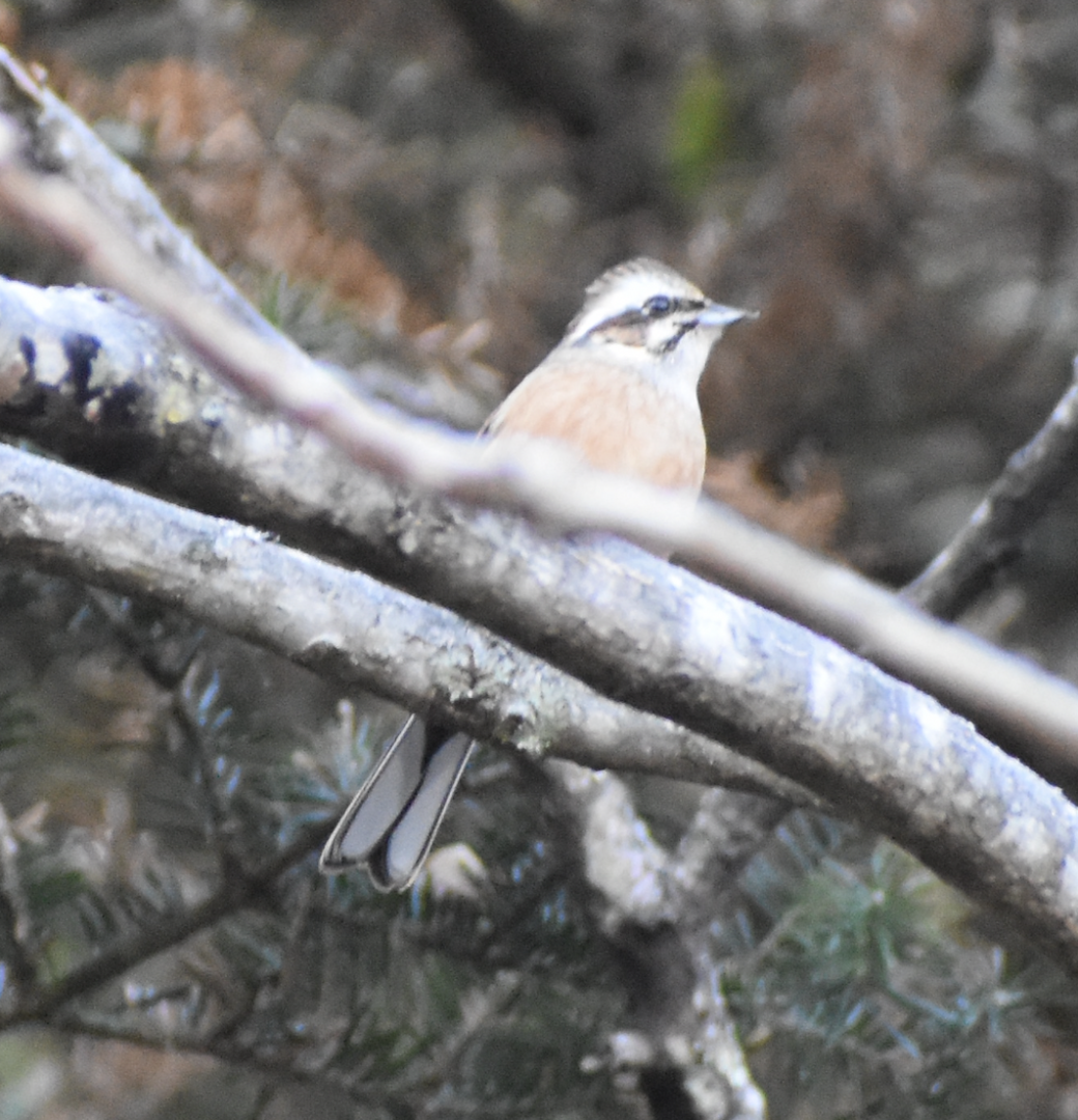 Rustic Bunting ~ Karuizawa