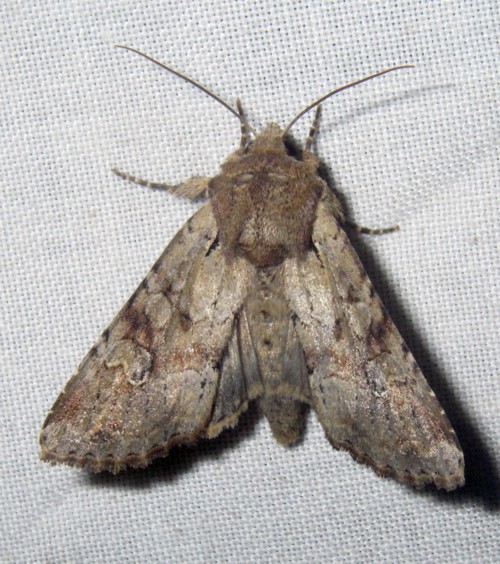 Rustic Shoulder-knot (Apamea sordens)