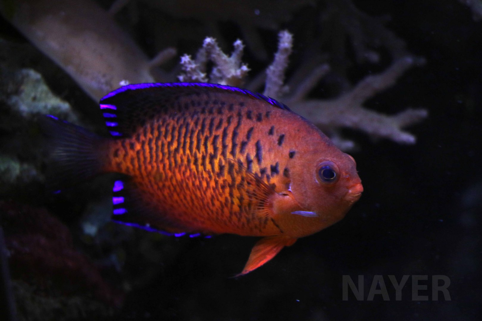 Rusty angelfish, April 2018