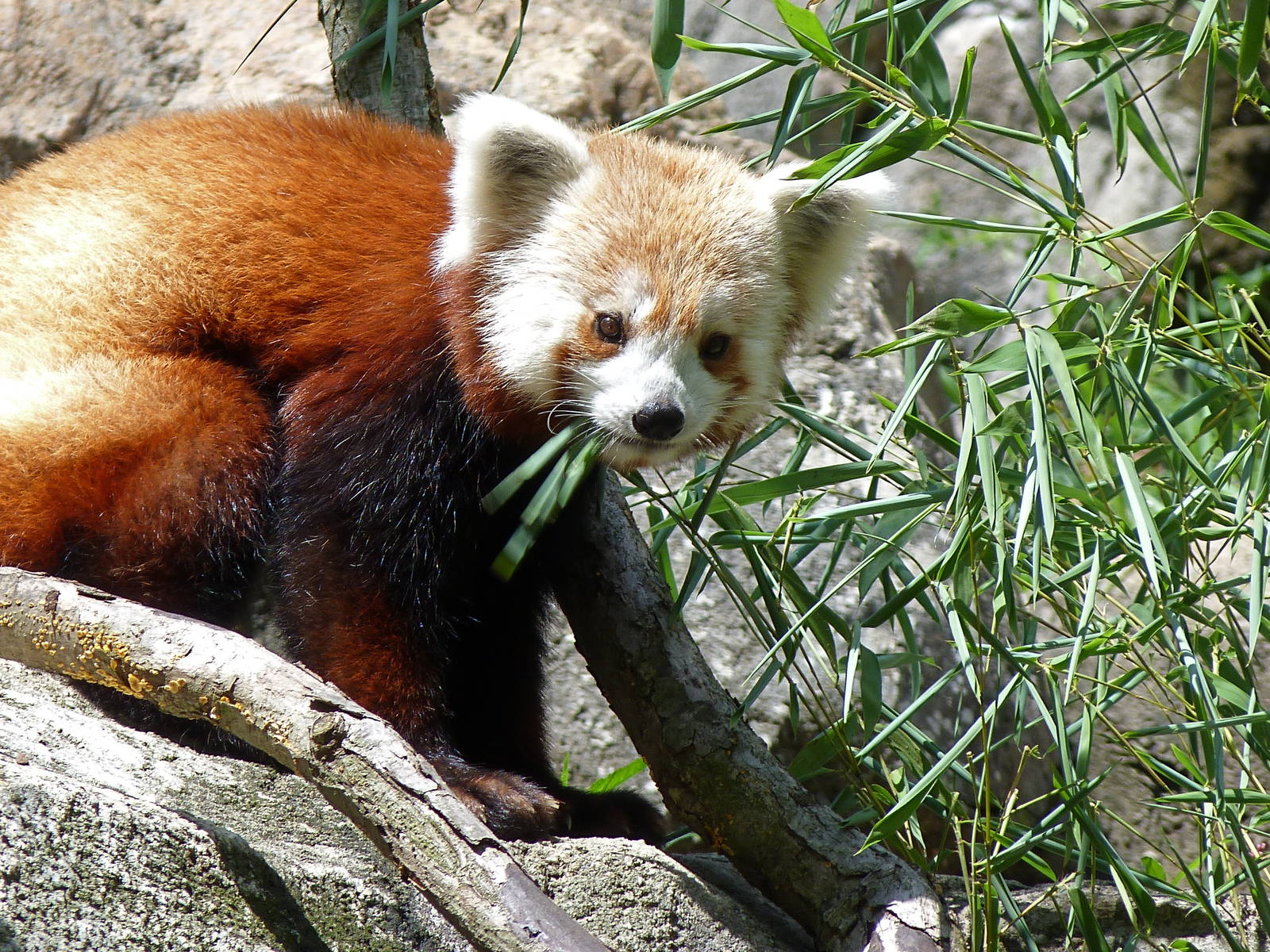 Rusty (Back on Exhibit)