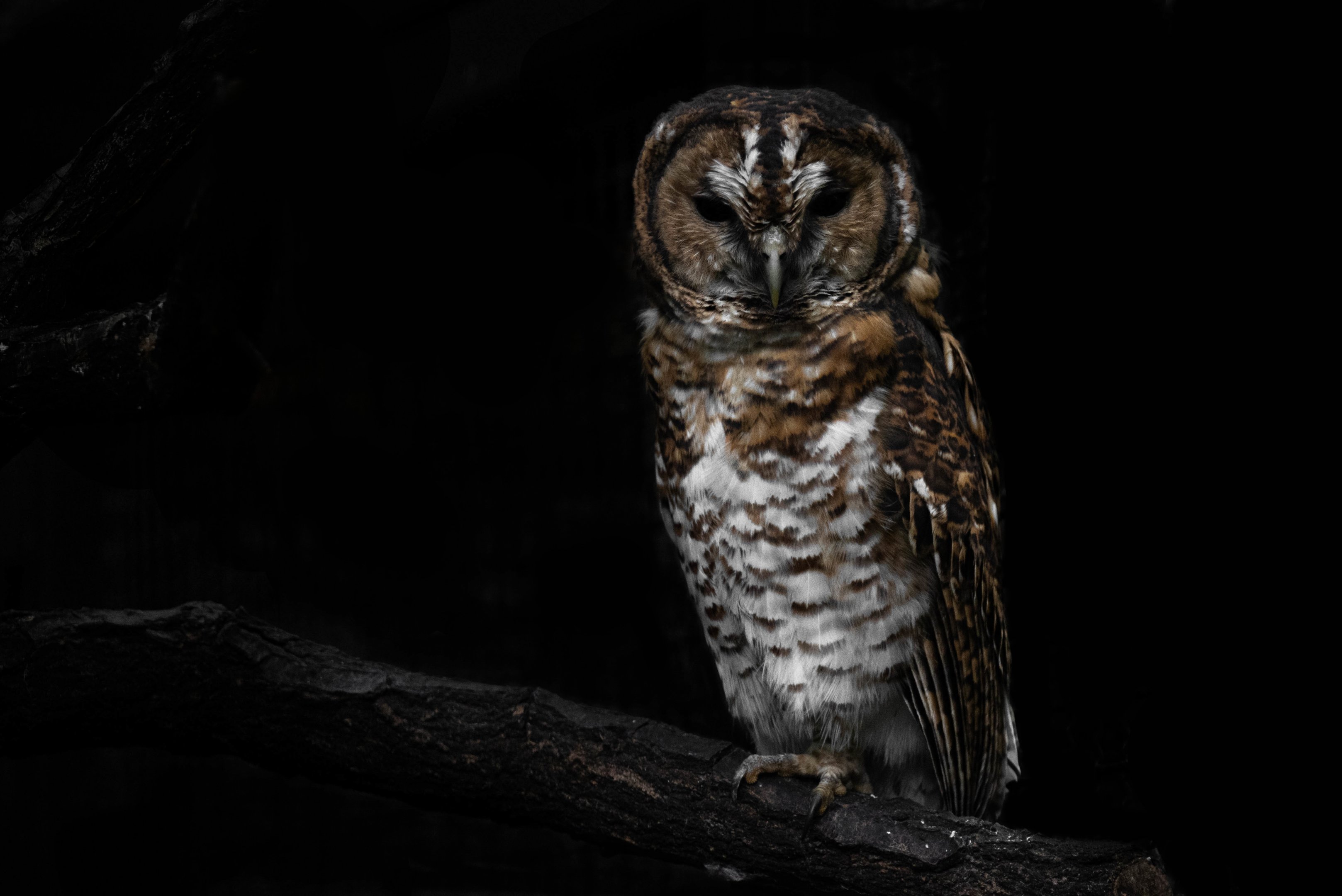 Rusty-barred owl - Strix hylophila