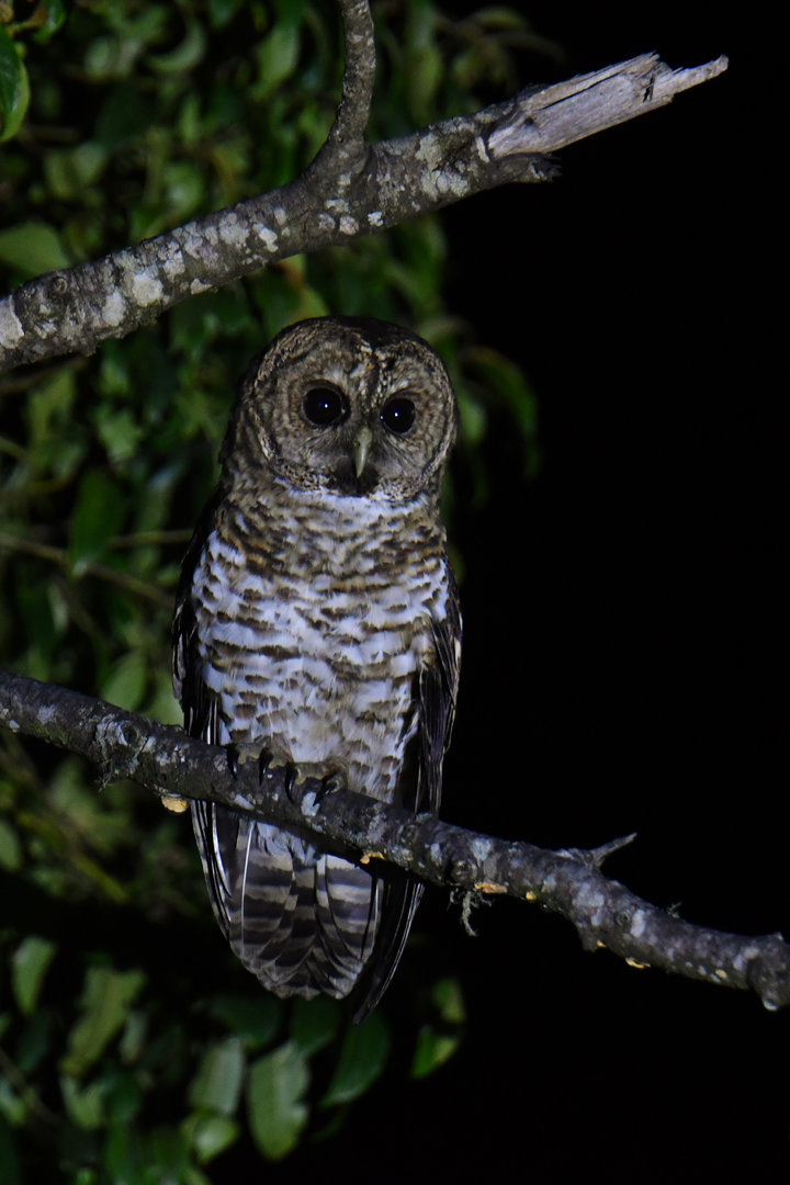 Rusty-barred Owl Strix hylophila
