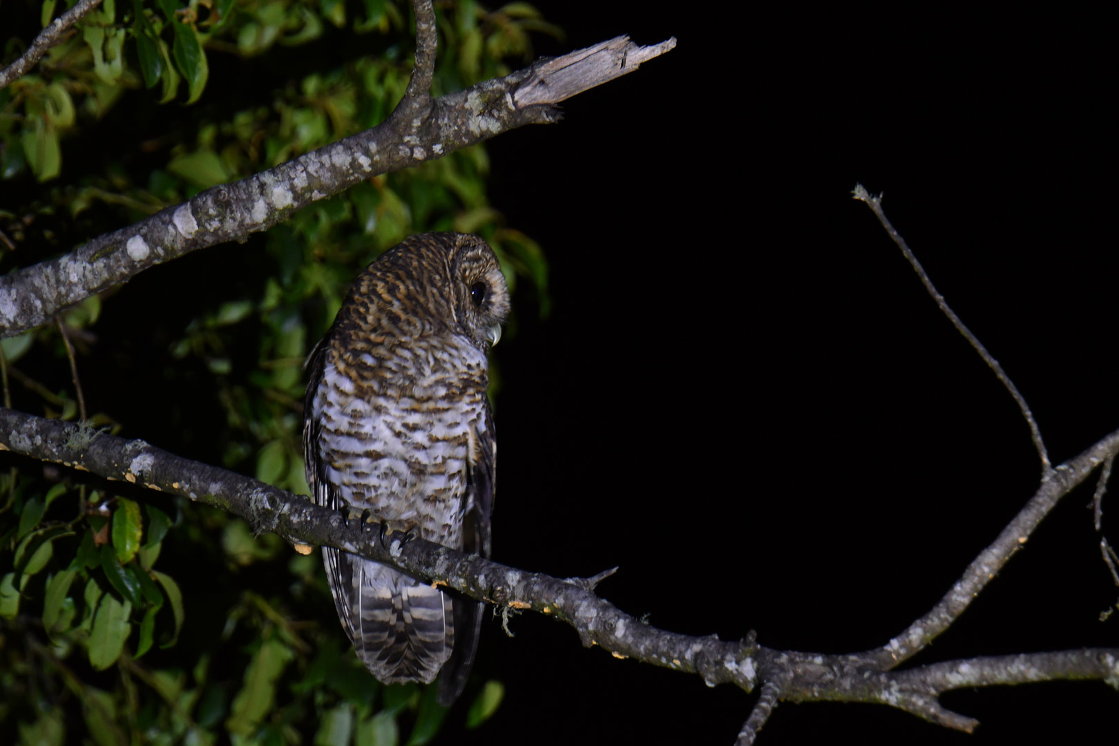 Rusty-barred Owl Strix hylophila
