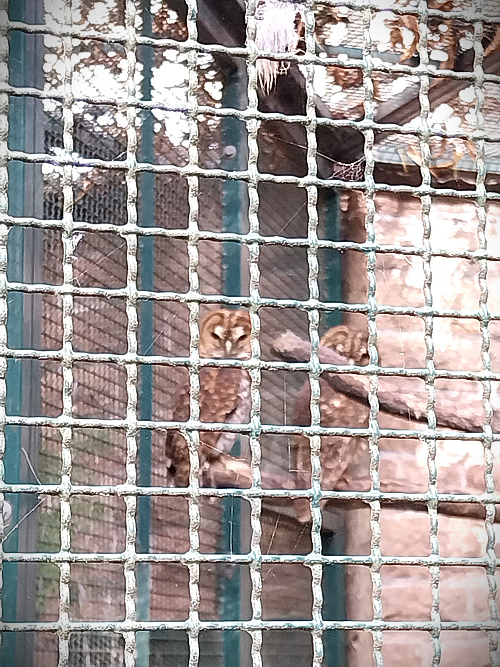 Rusty-barred Owl (Strix hylophila)