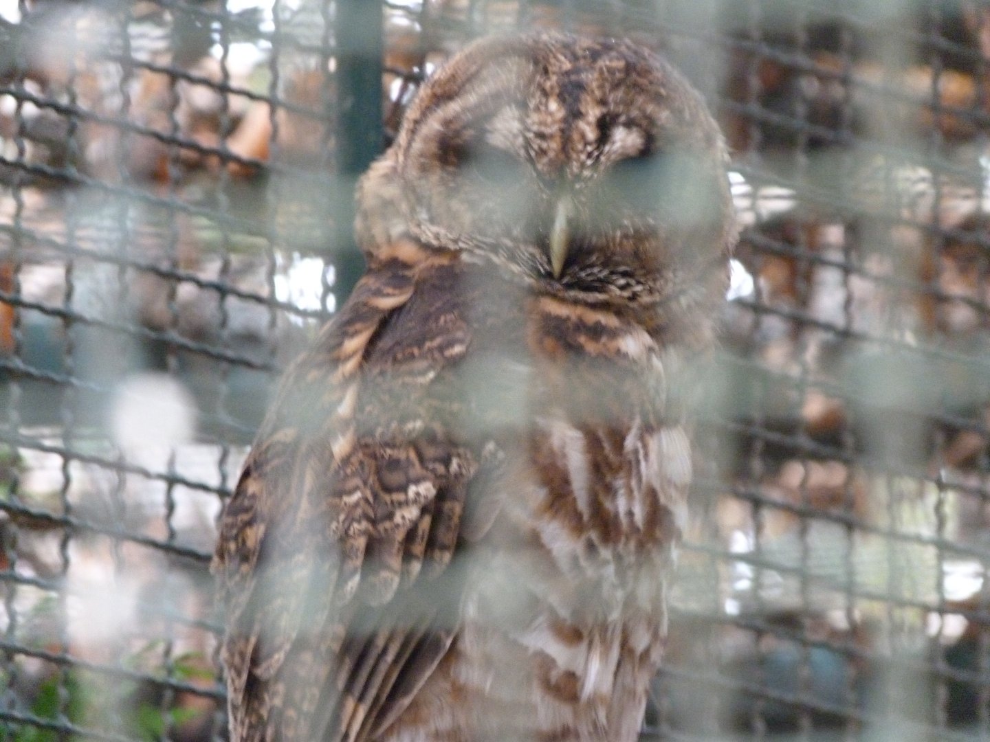 Rusty-barred owl -Tierpark Berlin (2024)