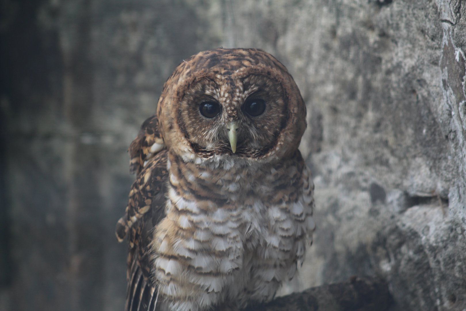 Rusty-Barred Owl