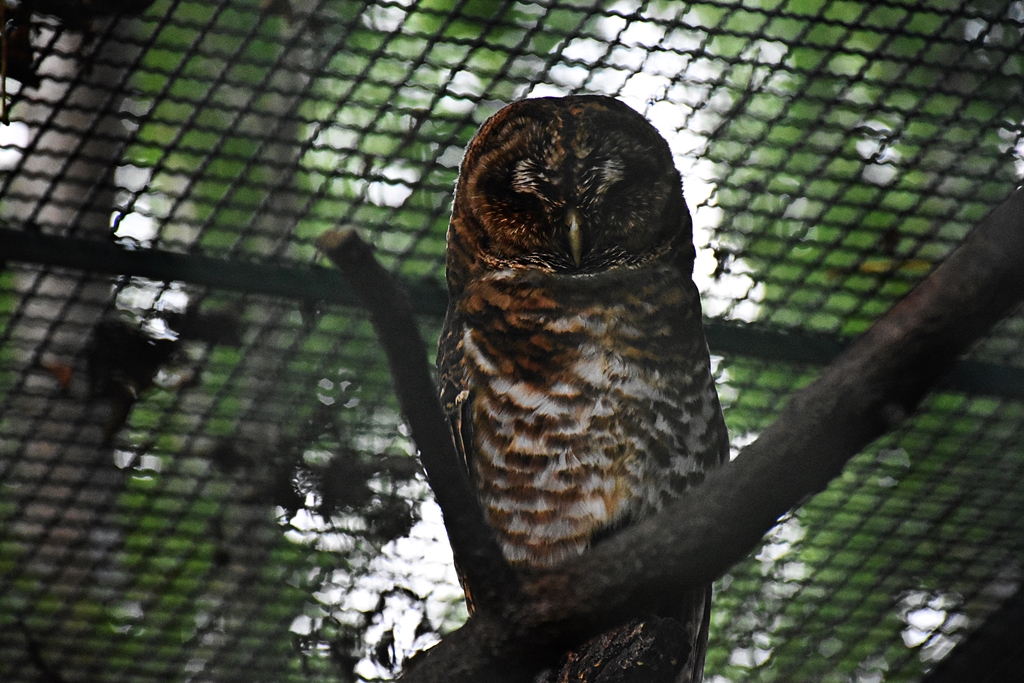 Rusty-barred owl