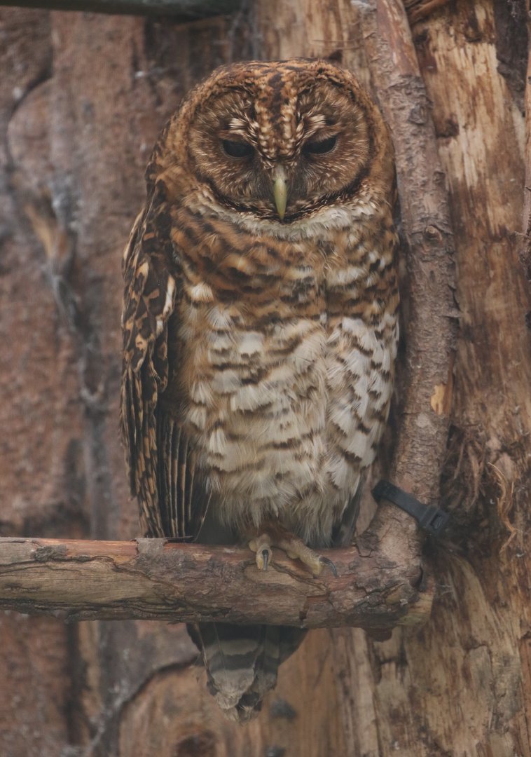 Rusty-barred Owl