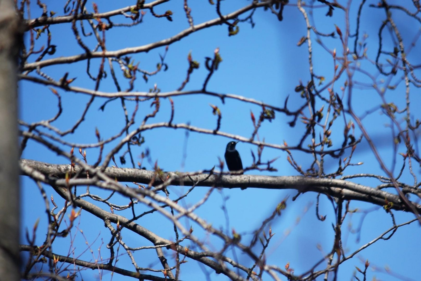 Rusty Blackbird - Alaska