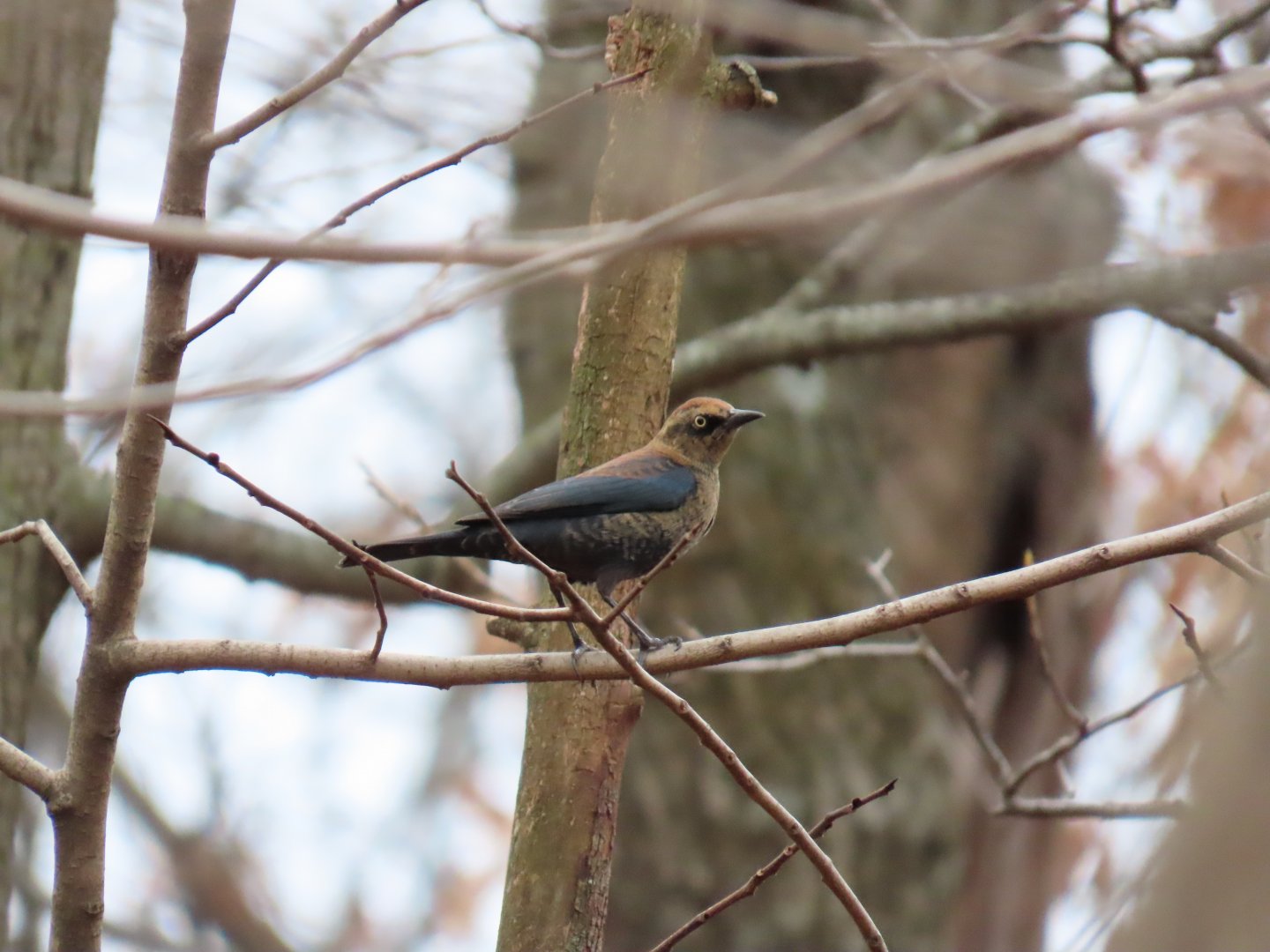 Rusty Blackbird (Euphagus carolinus)