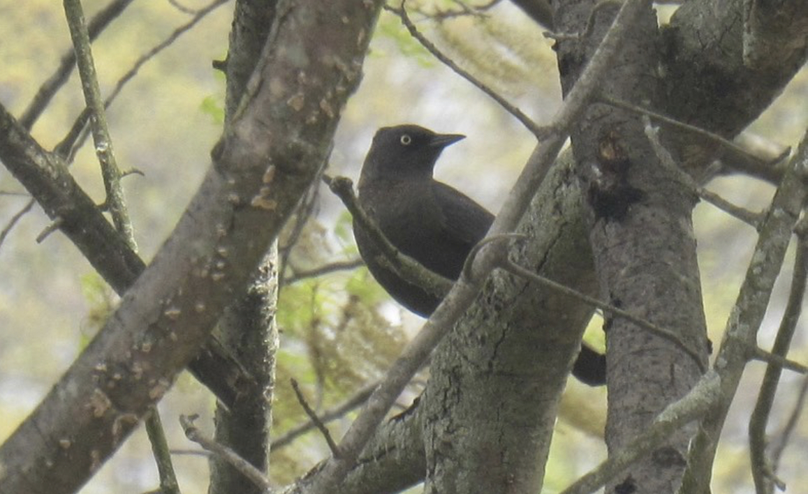 Rusty blackbird