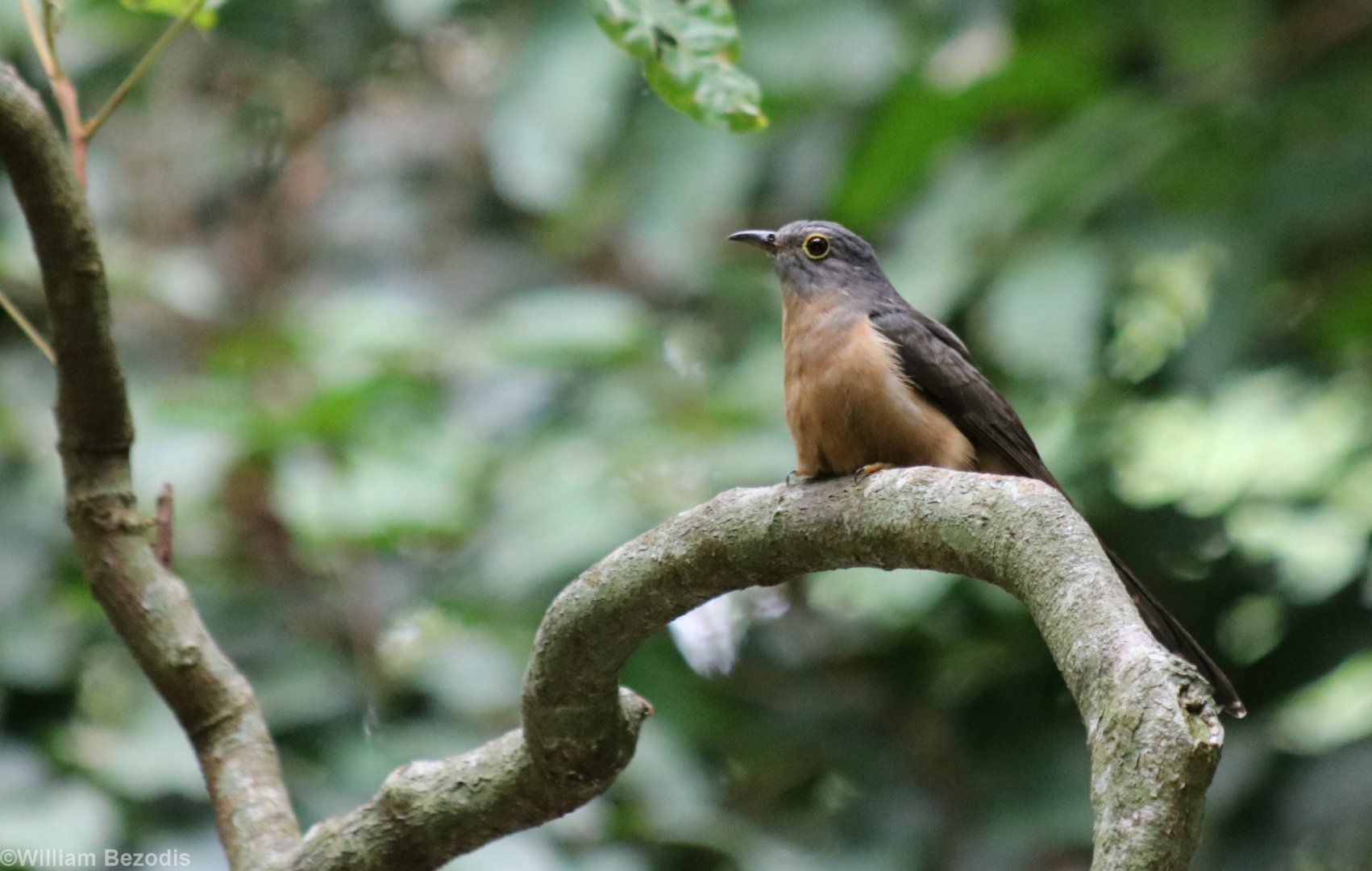 Rusty-breasted Cuckoo - Kuala Selangor