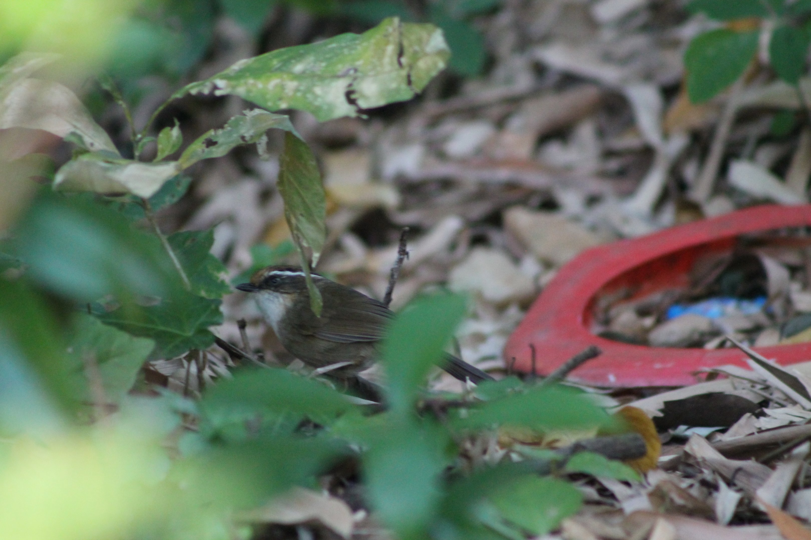 Rusty-capped Fulvetta (Schoeniparus dubius)