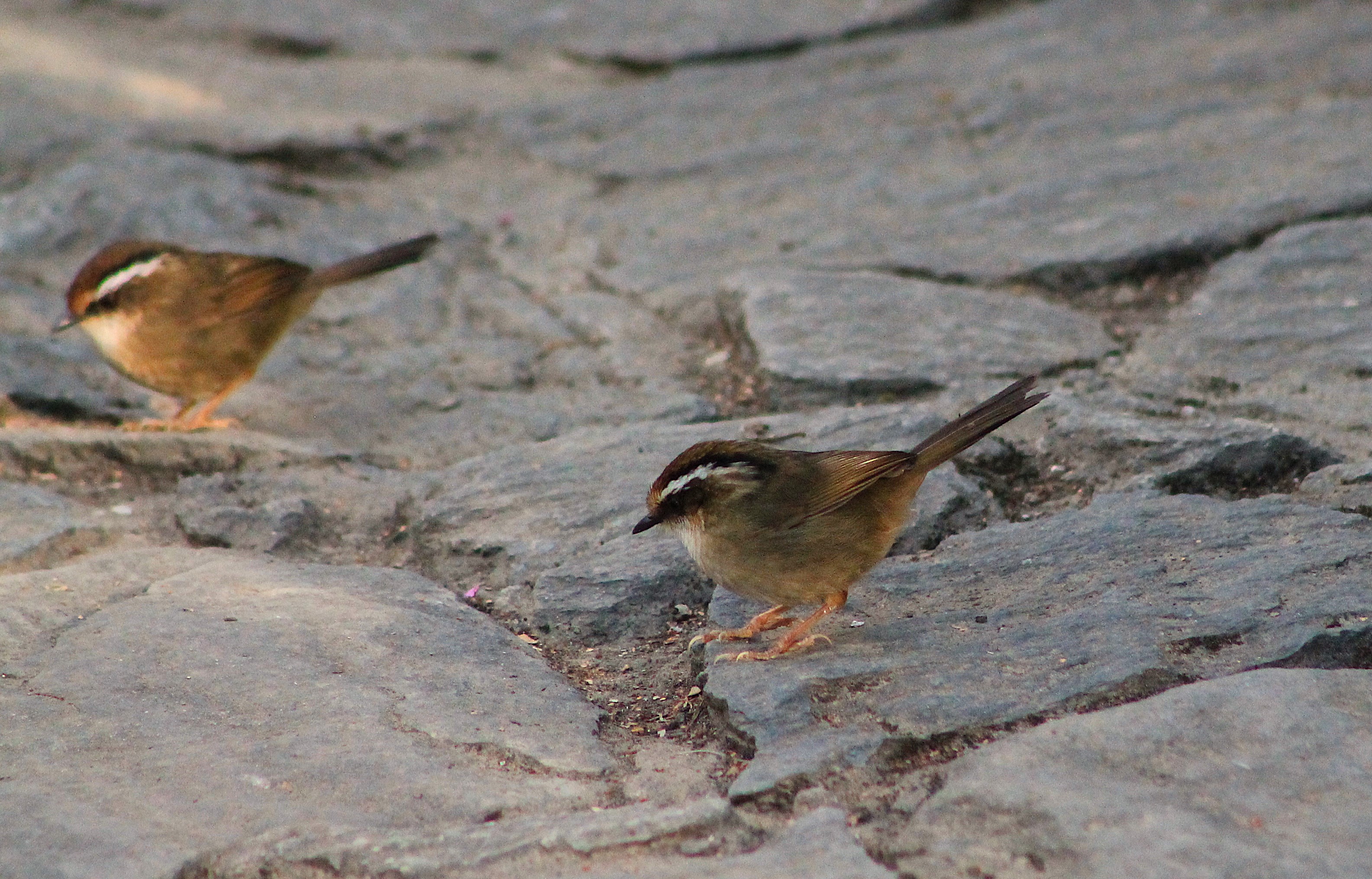 Rusty-capped Fulvettas (Schoeniparus dubius)