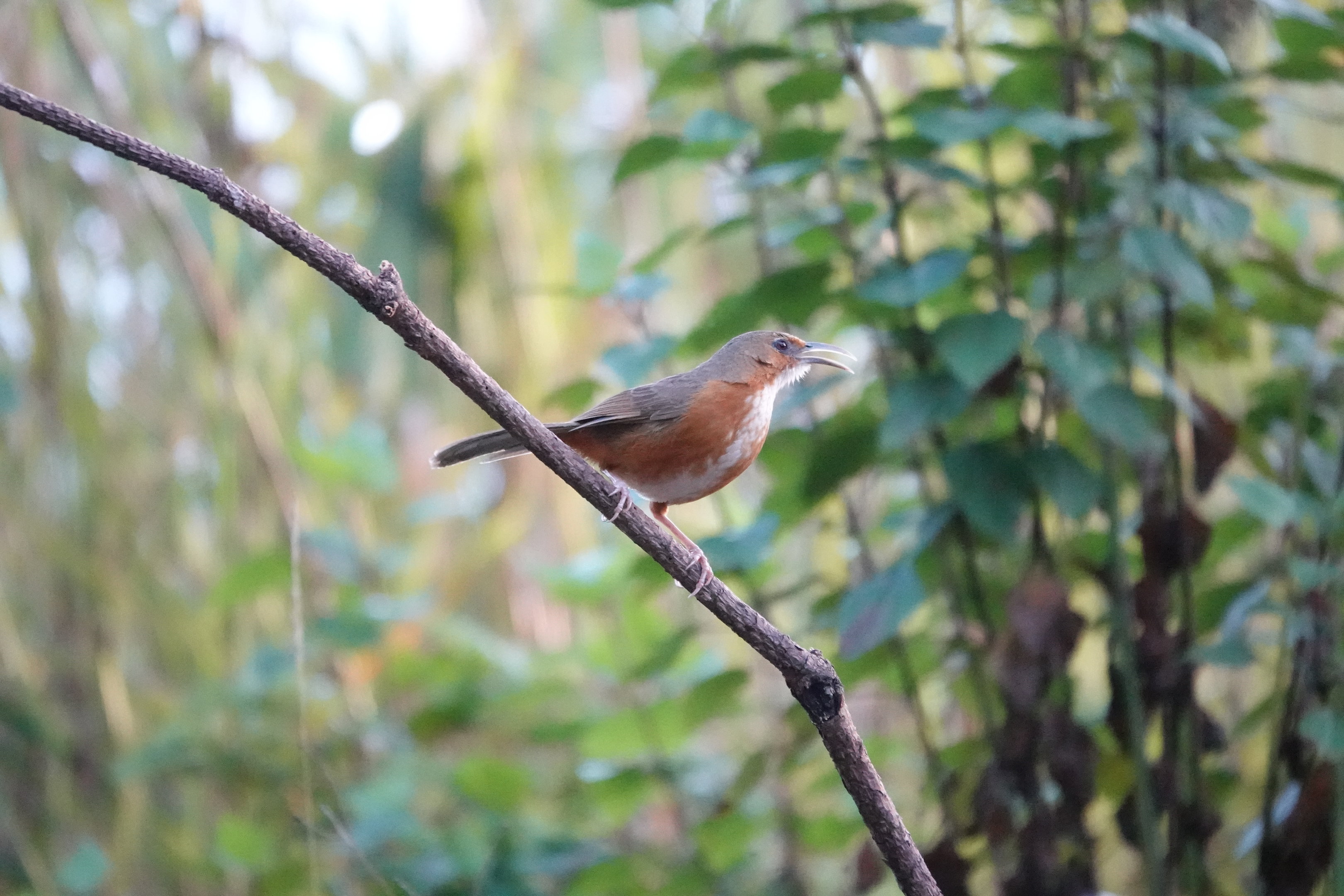 Rusty-cheeked Scimitar-Babbler