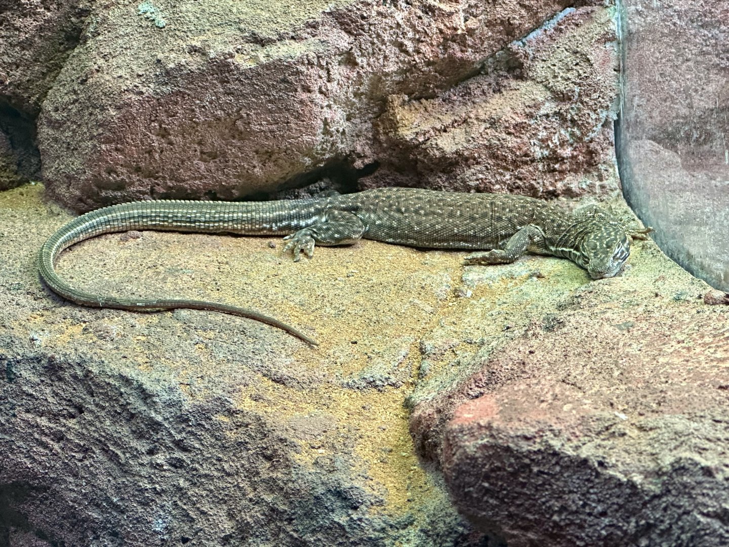 Rusty desert monitor (Varanus eremius)