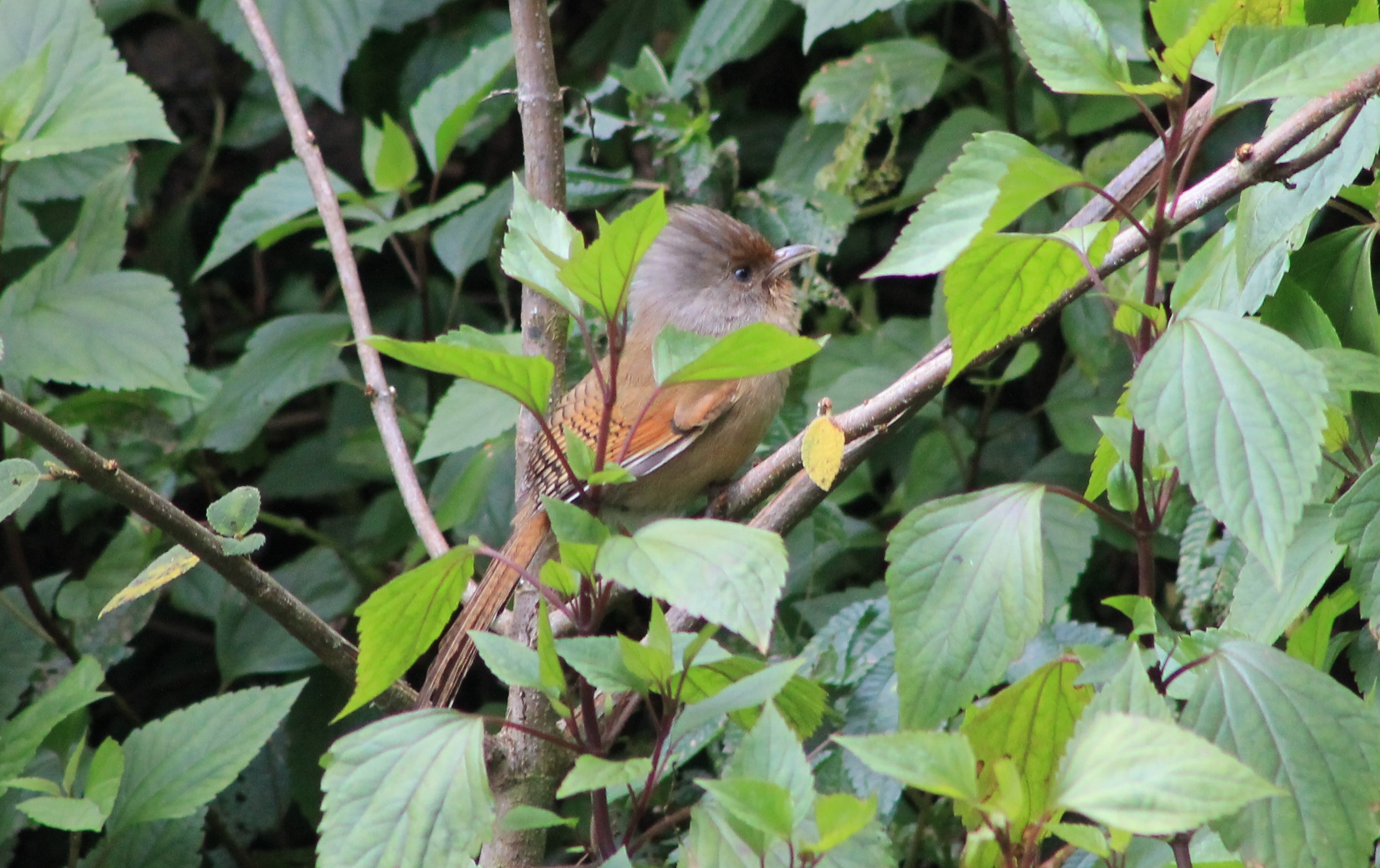 Rusty-fronted Barwing (Actinodura egertoni)