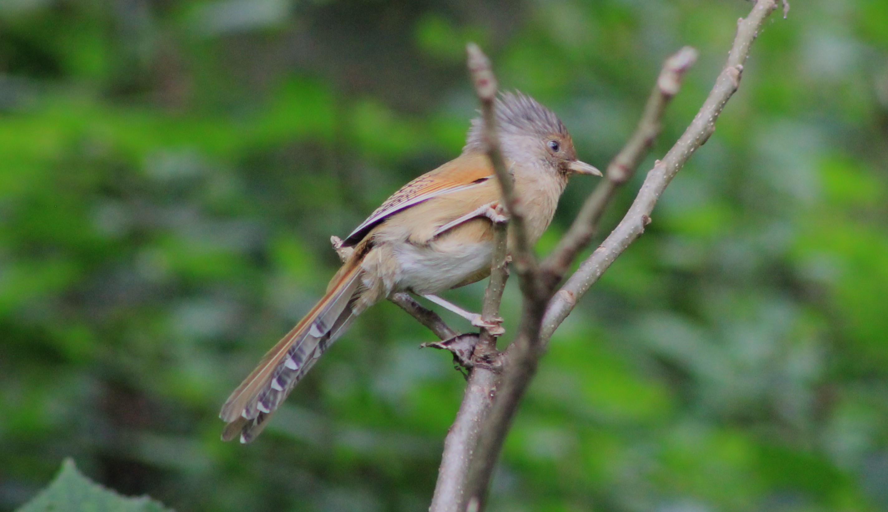 Rusty-fronted Barwing (Actinodura egertoni)