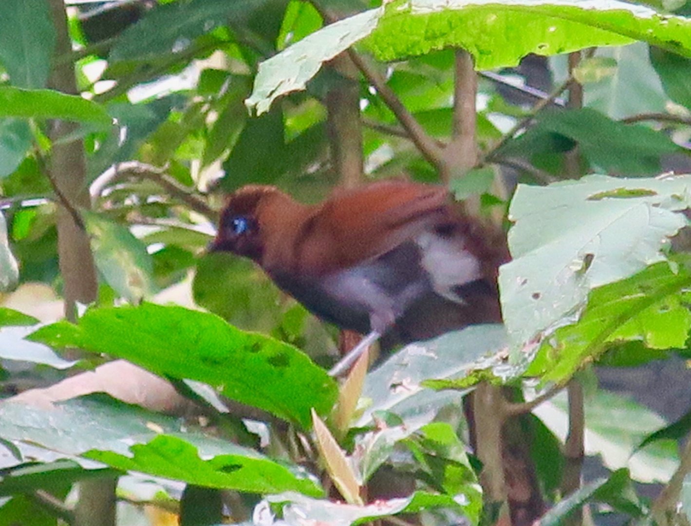 Rusty Laughingthrush (Pterorhinus poecilorhynchus) - Green World