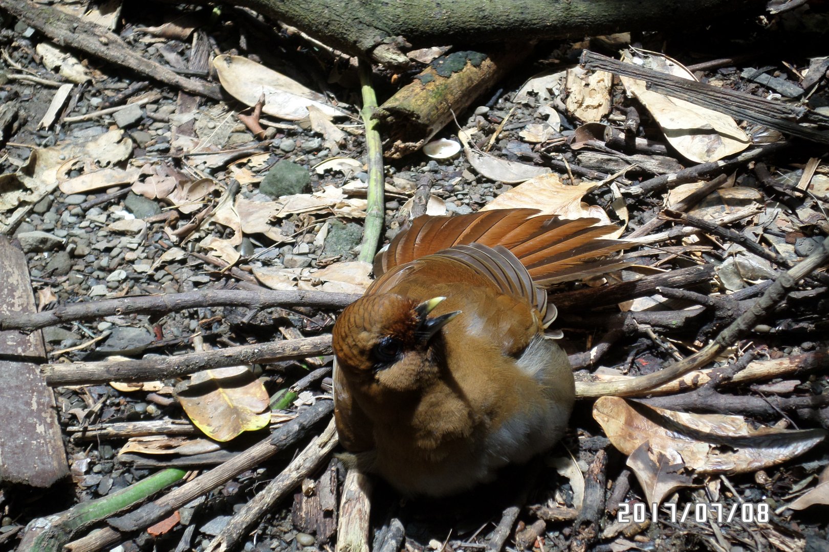 Rusty laughingthrush?