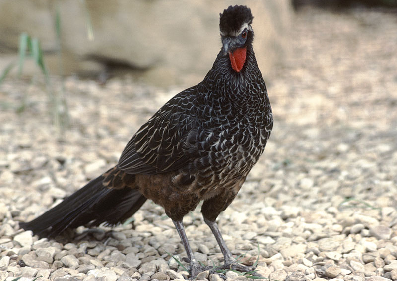 Rusty-margined guan 1983