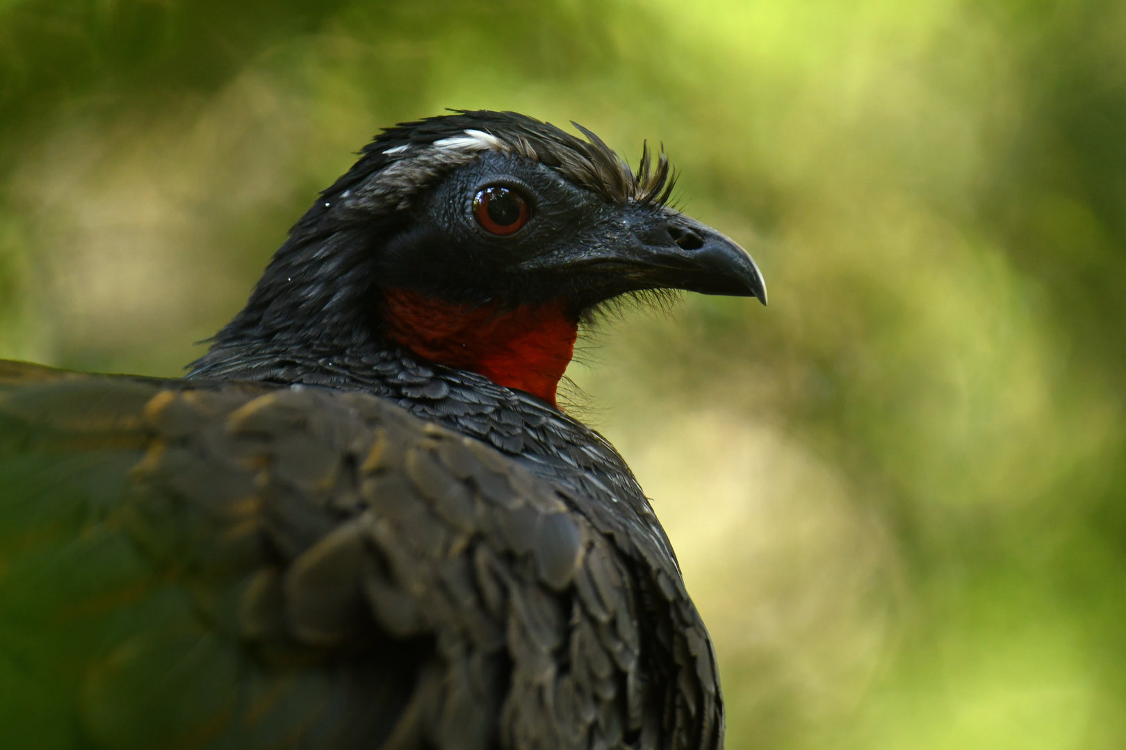 Rusty-margined Guan Penelope superciliaris