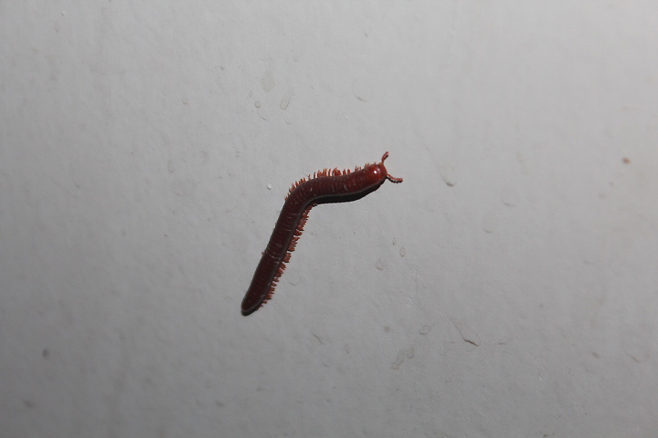 Rusty millipede (Trigoniulus corallinus)