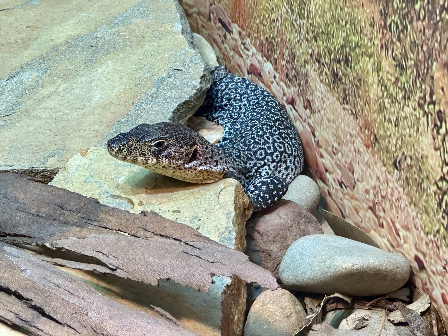 Rusty monitor (Varanus semiremex)