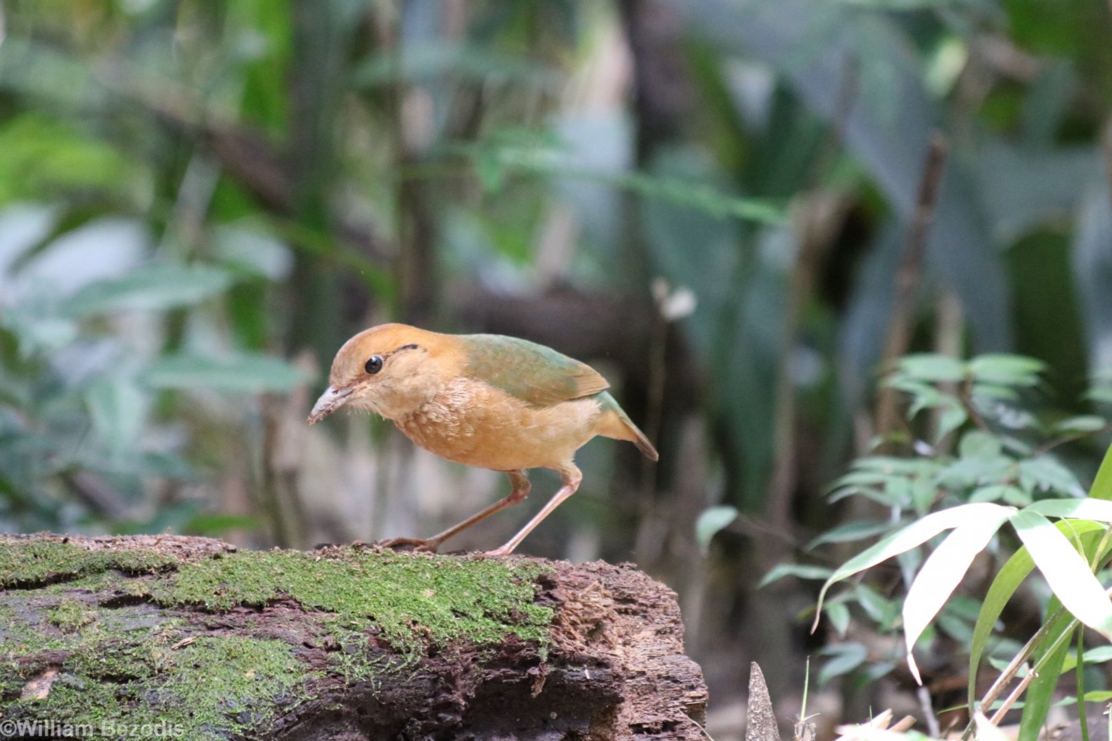 Rusty-naped Pitta - Kaeng Krachan National Park