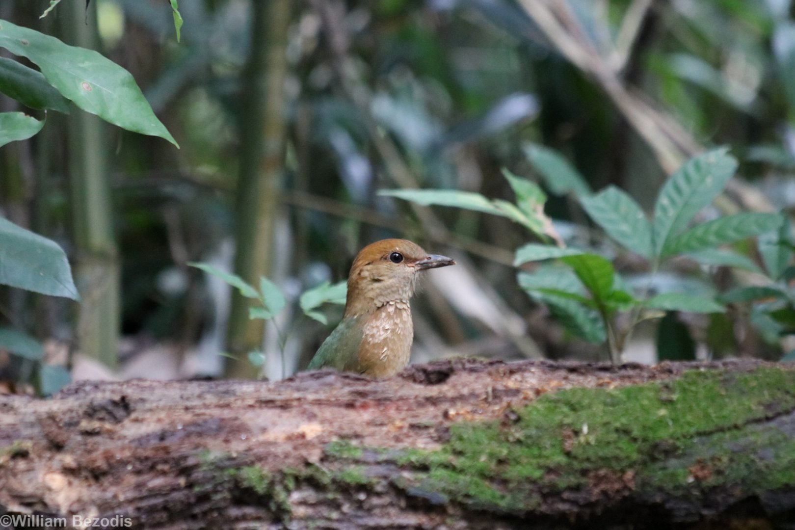 Rusty-naped Pitta - Kaeng Krachan National Park